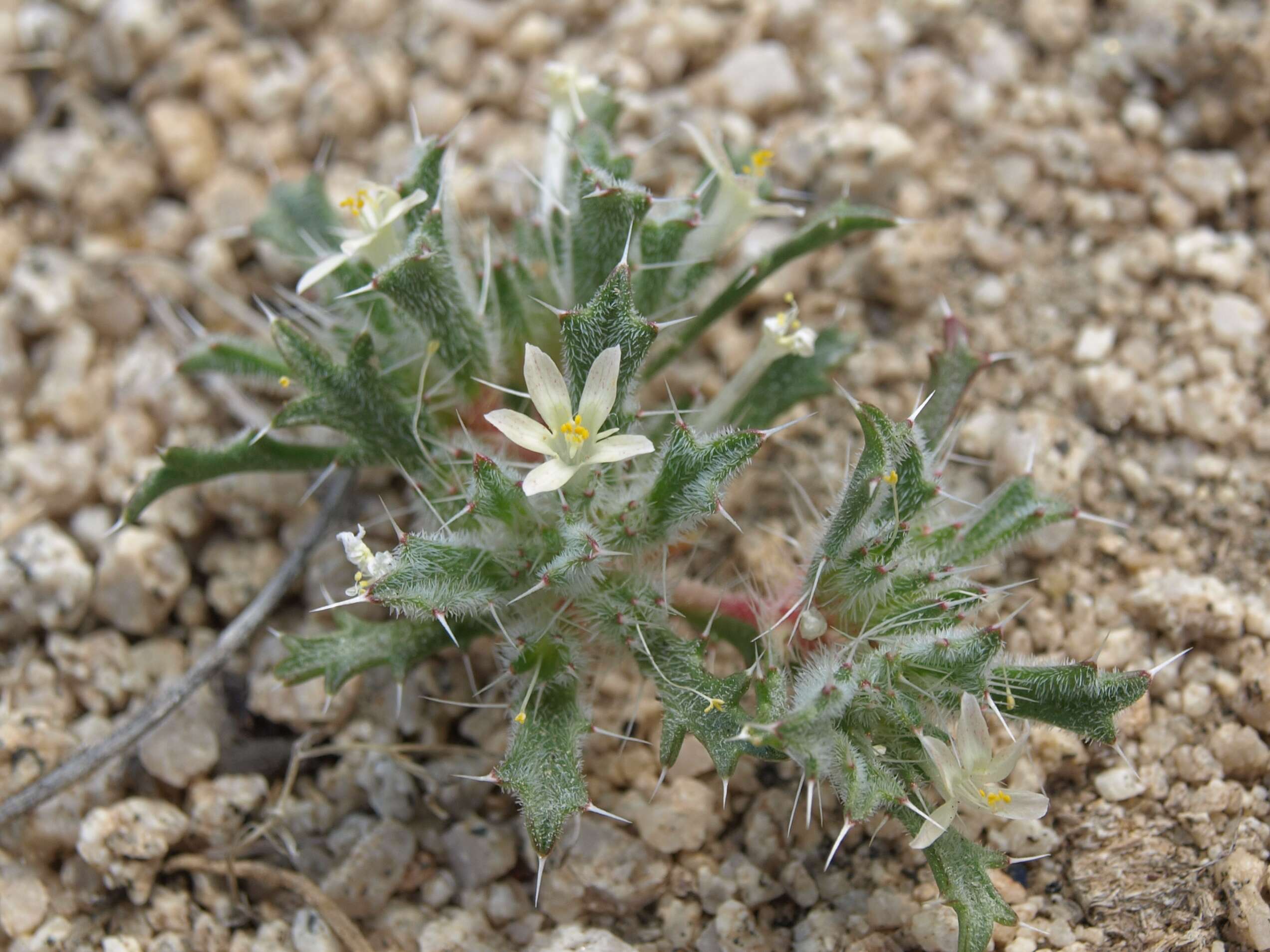 Image of Schott's calico