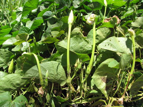 Image of Moonflower or moon vine