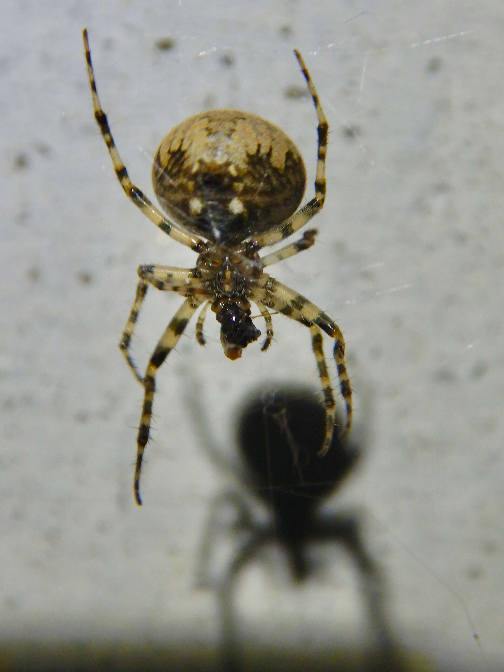 Image of Parasteatoda