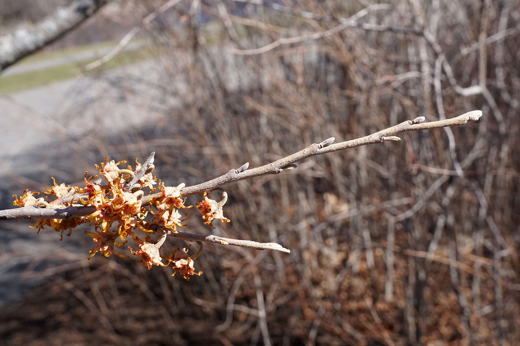 Imagem de Hamamelis vernalis Sarg.