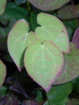 Image of Epimedium pubigerum (DC.) Morren & Decaisne