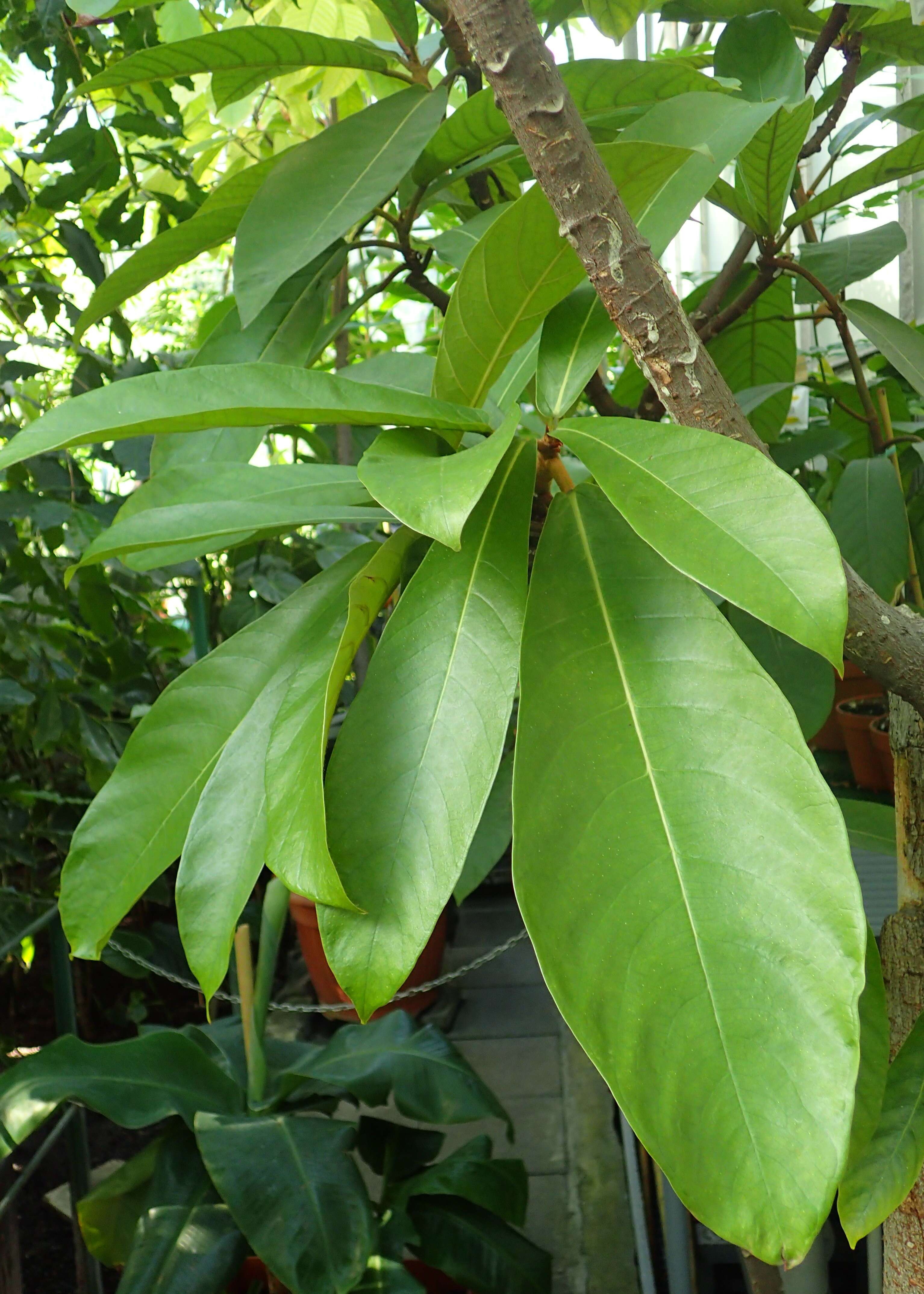 Image of cow tree