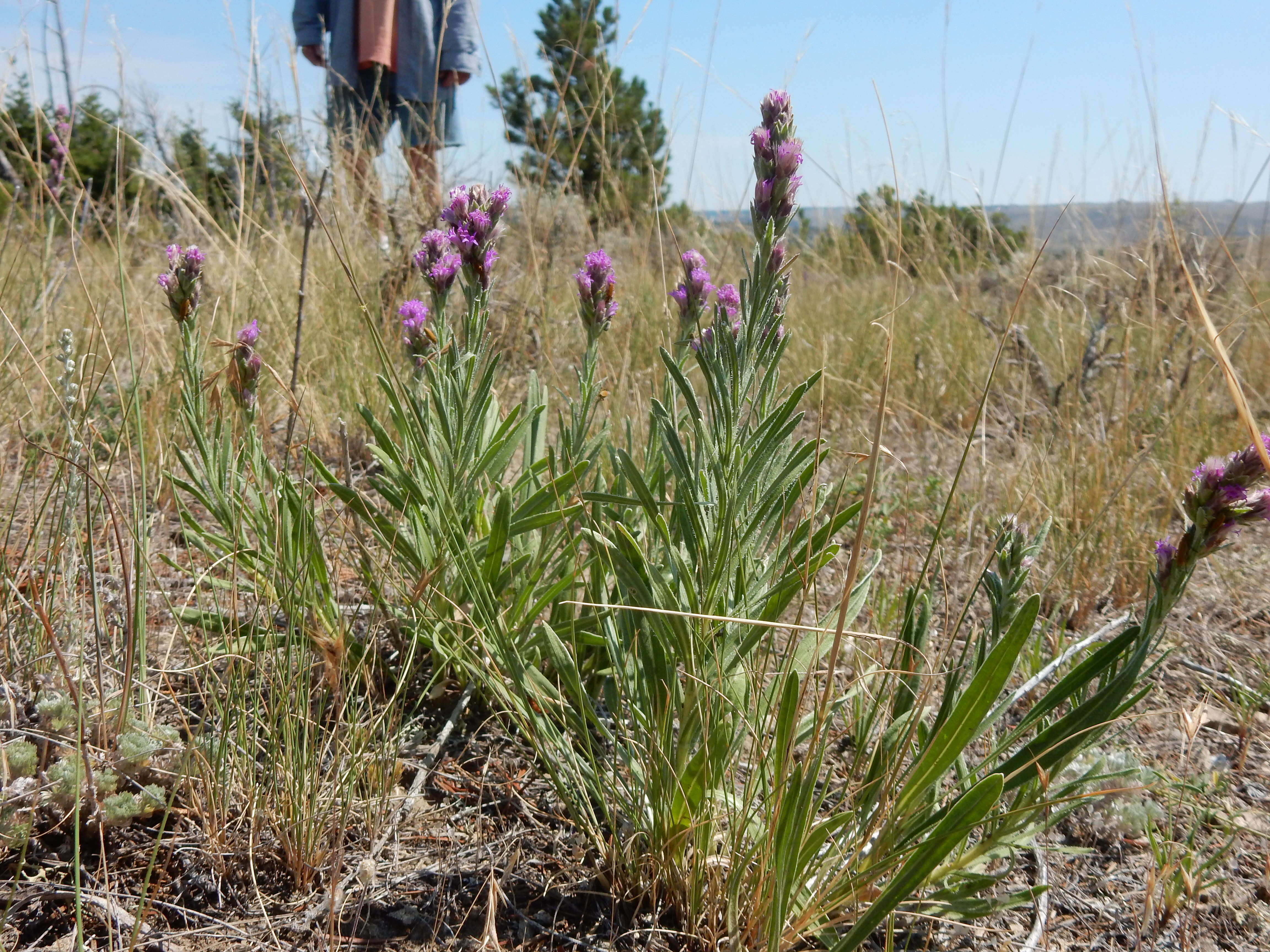 Слика од Liatris punctata Hook.