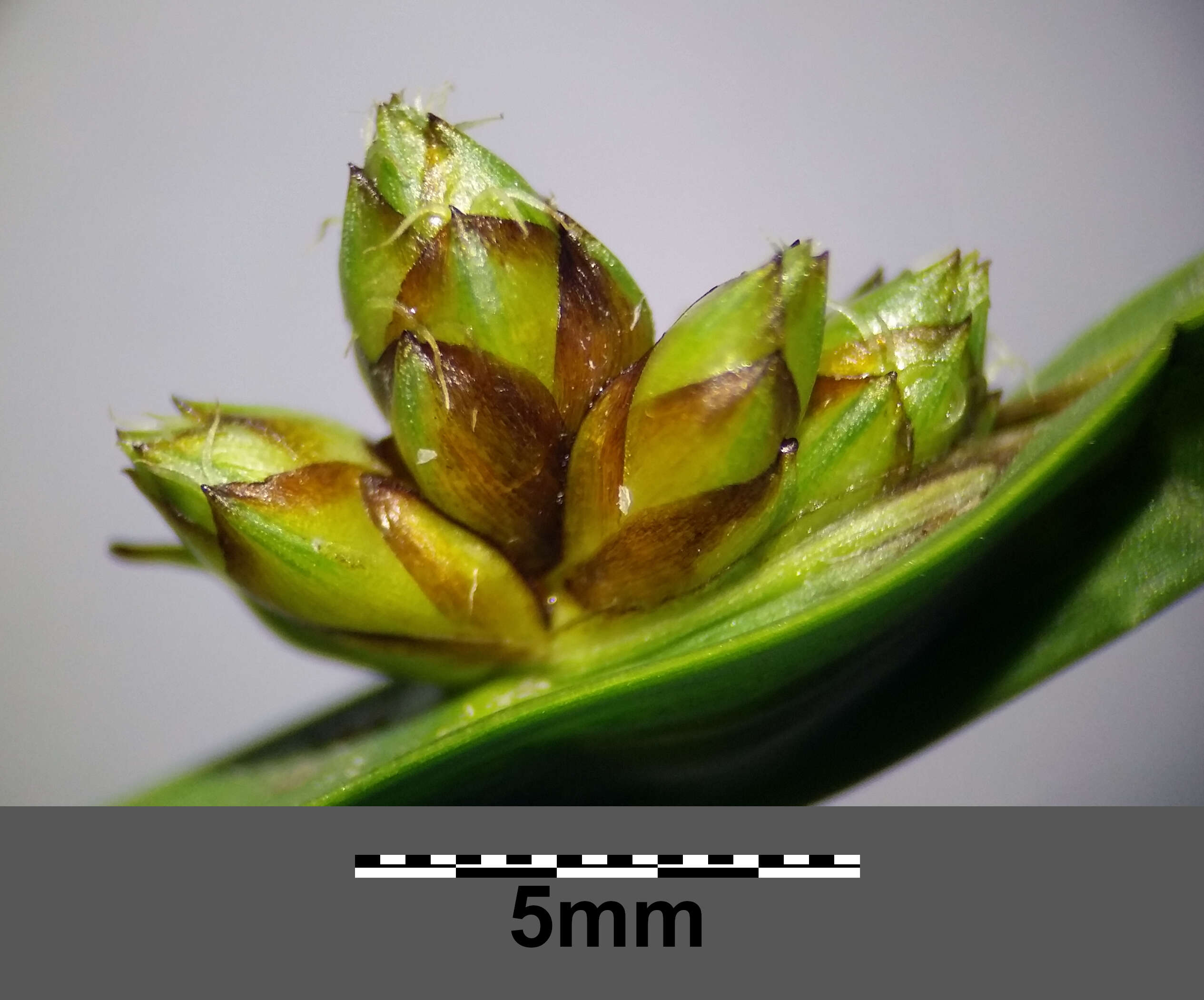 Schoenoplectiella mucronata (L.) J. Jung & H. K. Choi resmi