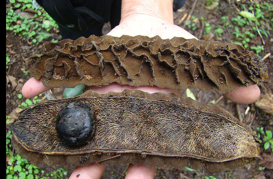 Image of oxeye bean