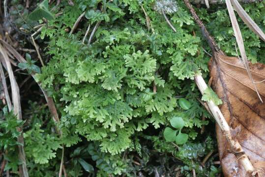 Image of Handsome Woollywort