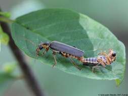 Imagem de Cantharis nigricans