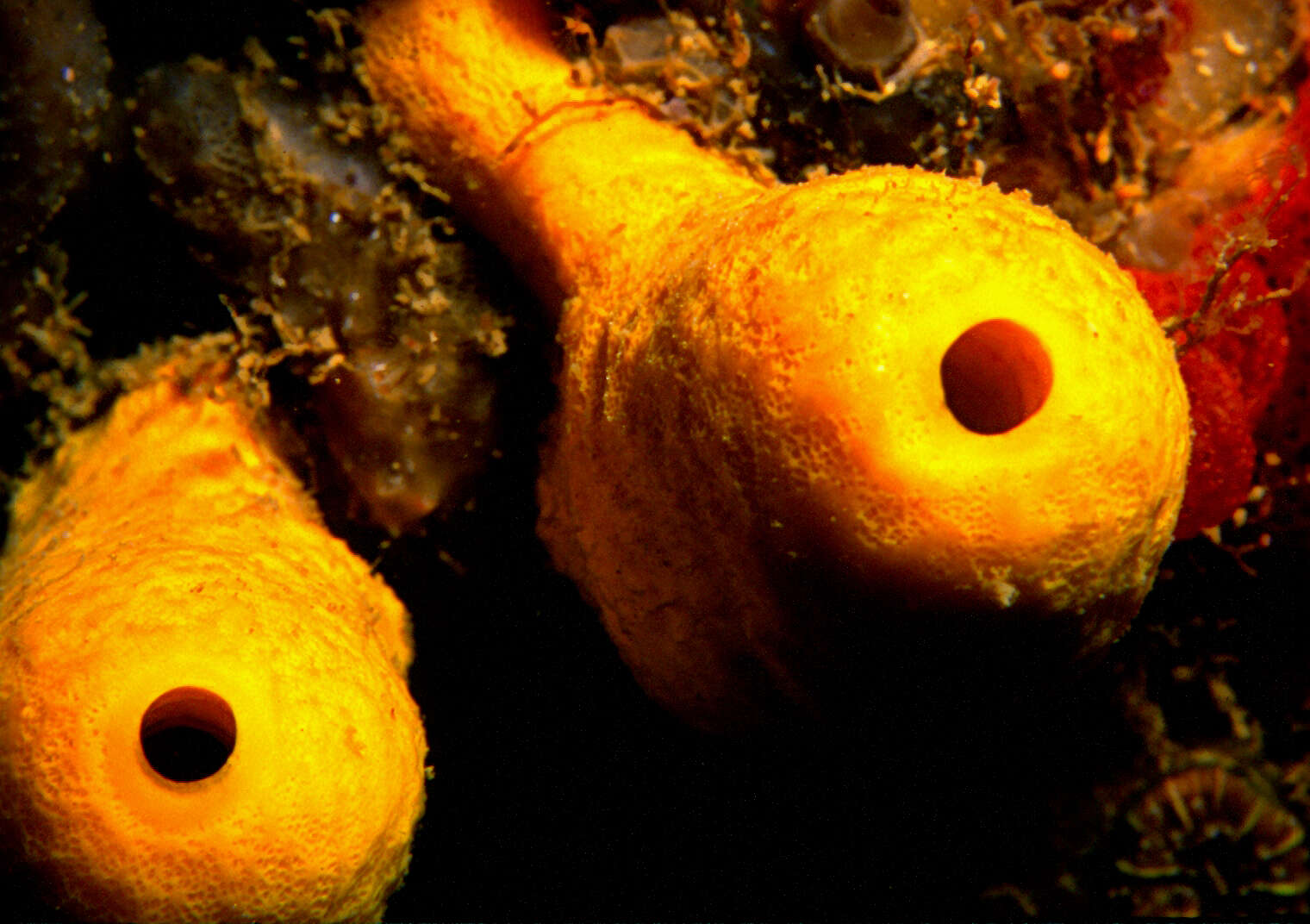 Image de éponge cavernicole jaune