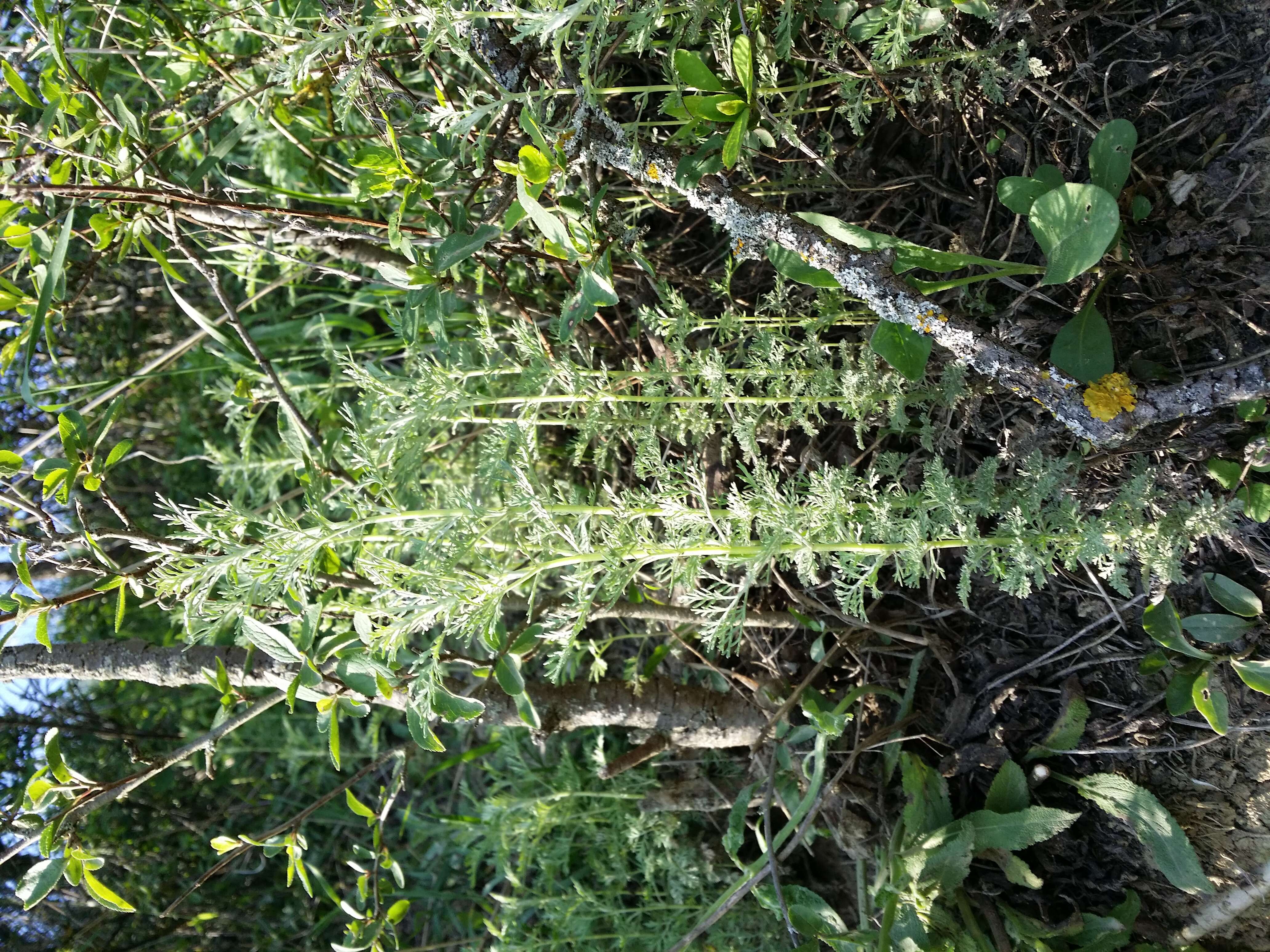 Image of Roman wormwood