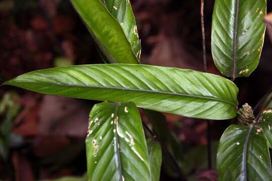 Image of calathea