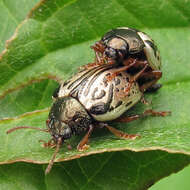 Image of Dogwood Calligrapha