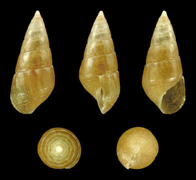 Image of Diala semistriata (Philippi 1849)