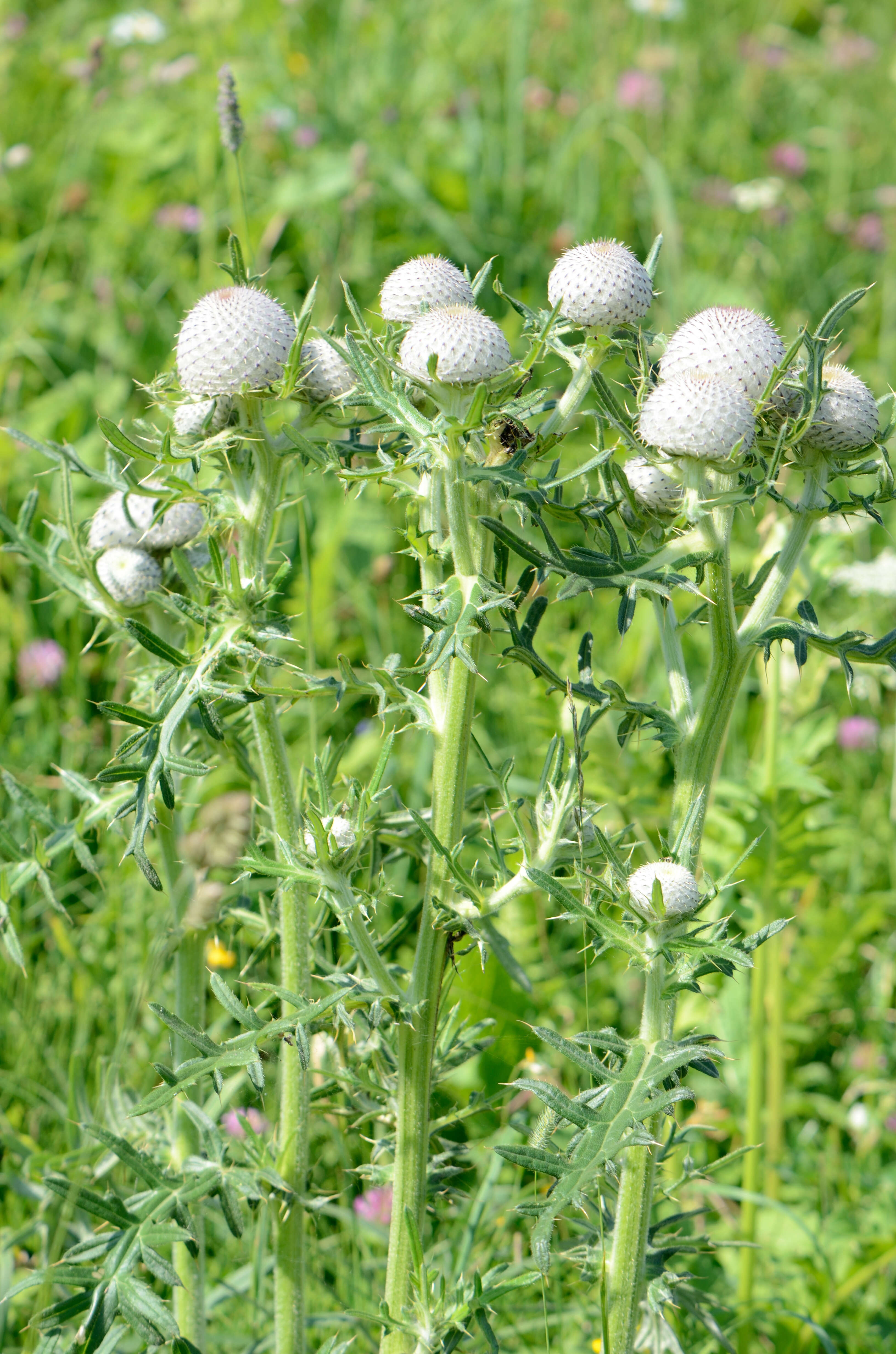 Image of woolly thistle