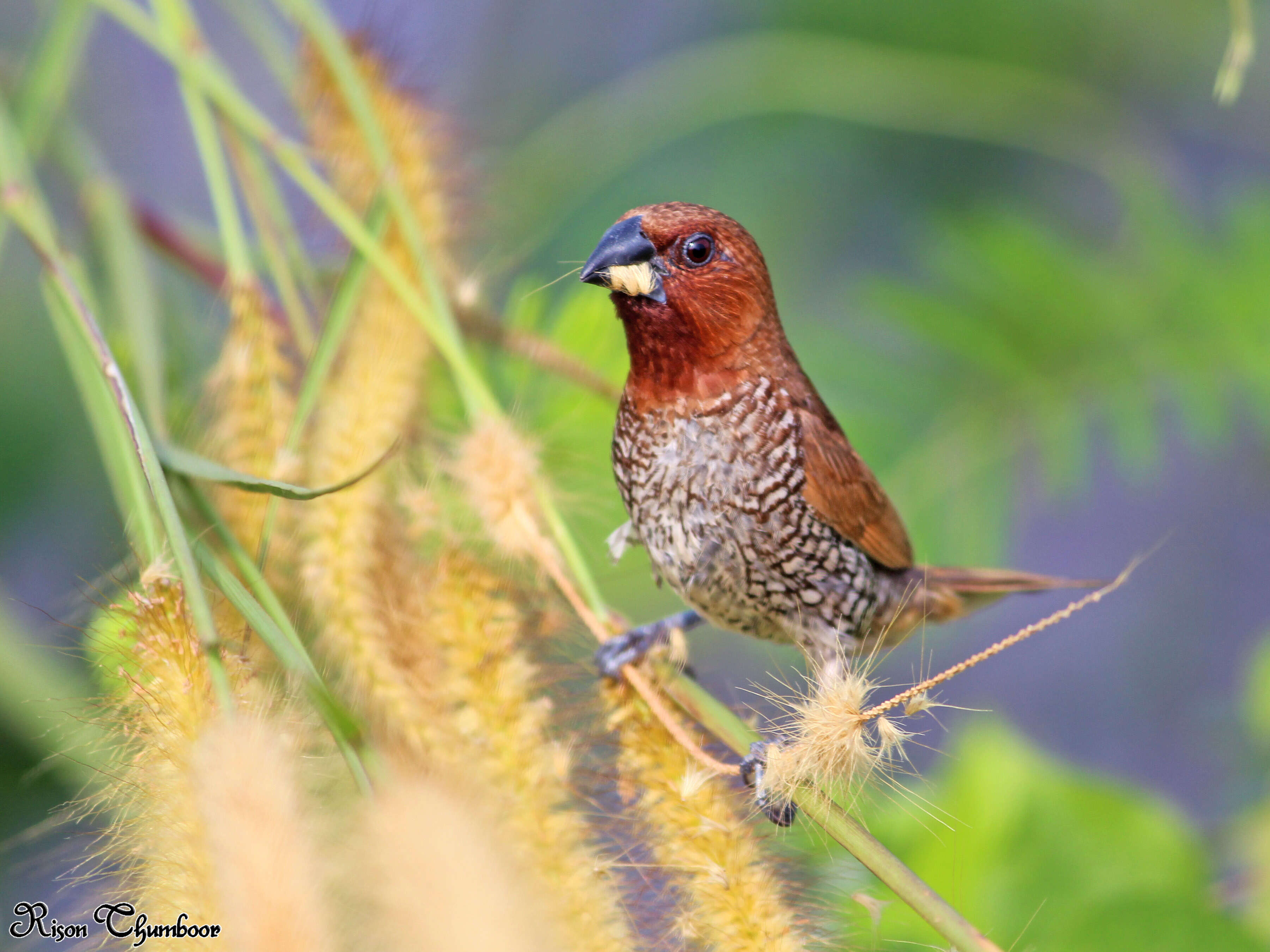 Image of Nutmeg Mannikin