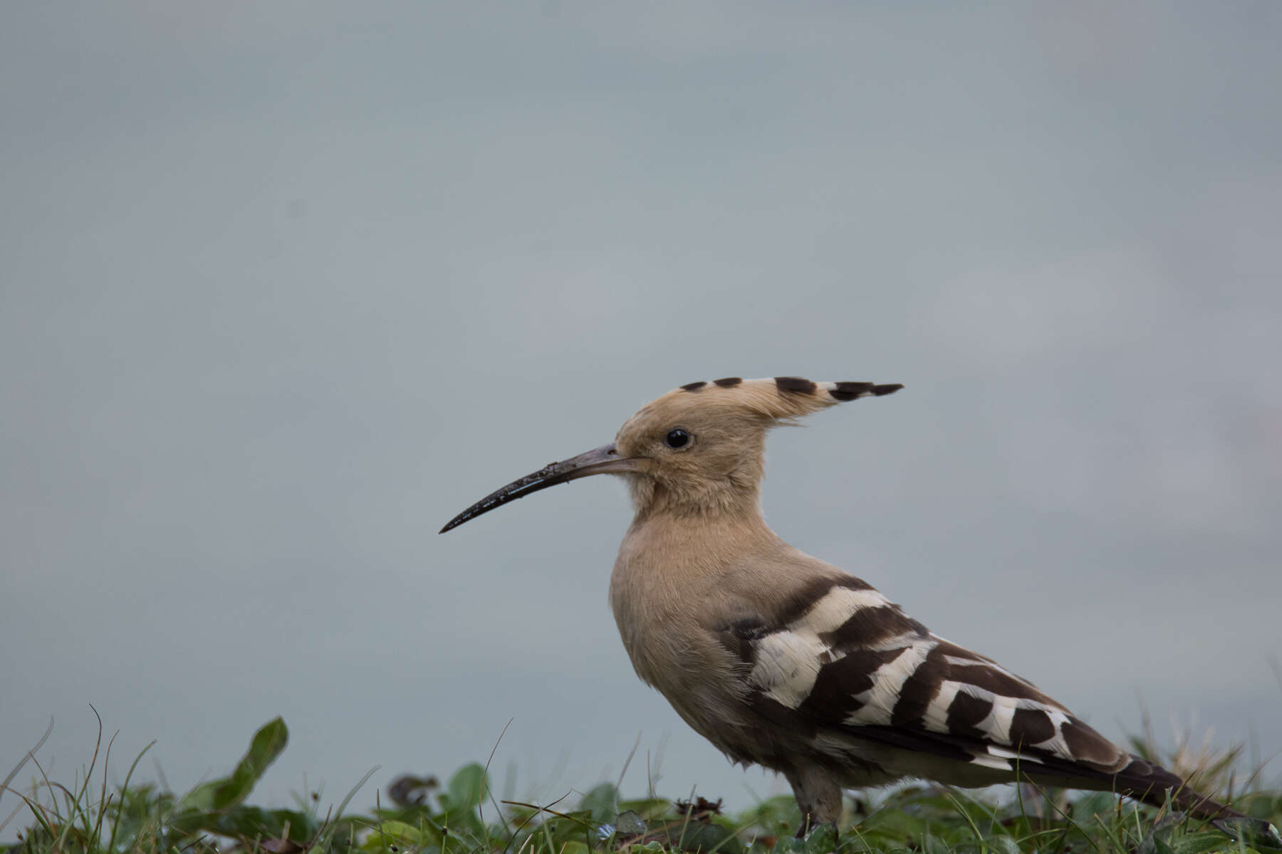 صورة Upupa Linnaeus 1758