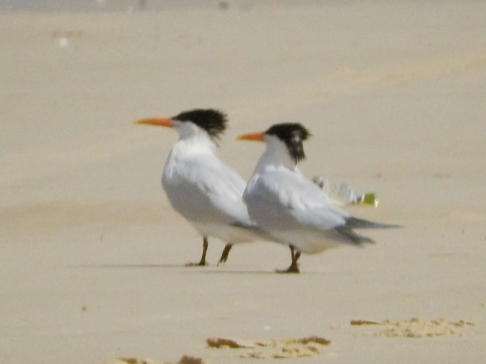 Image of West African Crested Tern