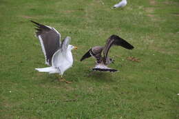 Image of Lesser Black-backed Gull