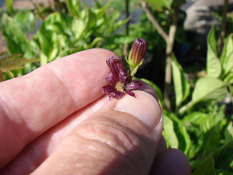 Image of Gynura bicolor (Roxb. ex Willd.) DC.