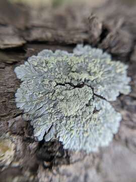 Image of diploicia lichen