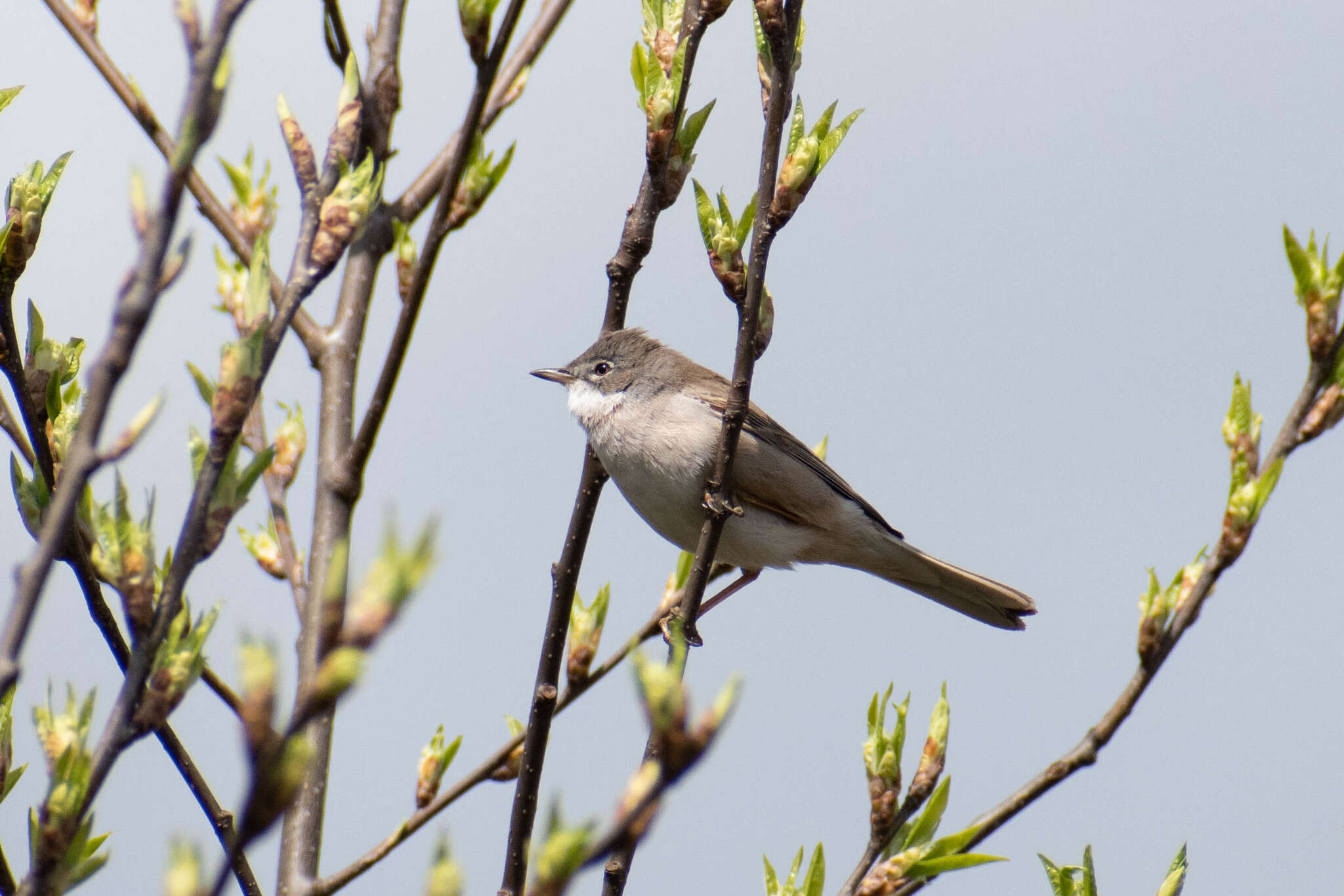 Image of Sylvia communis