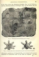 Слика од Nummulites Lamarck 1801