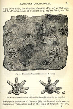 Image of Nummulites Lamarck 1801