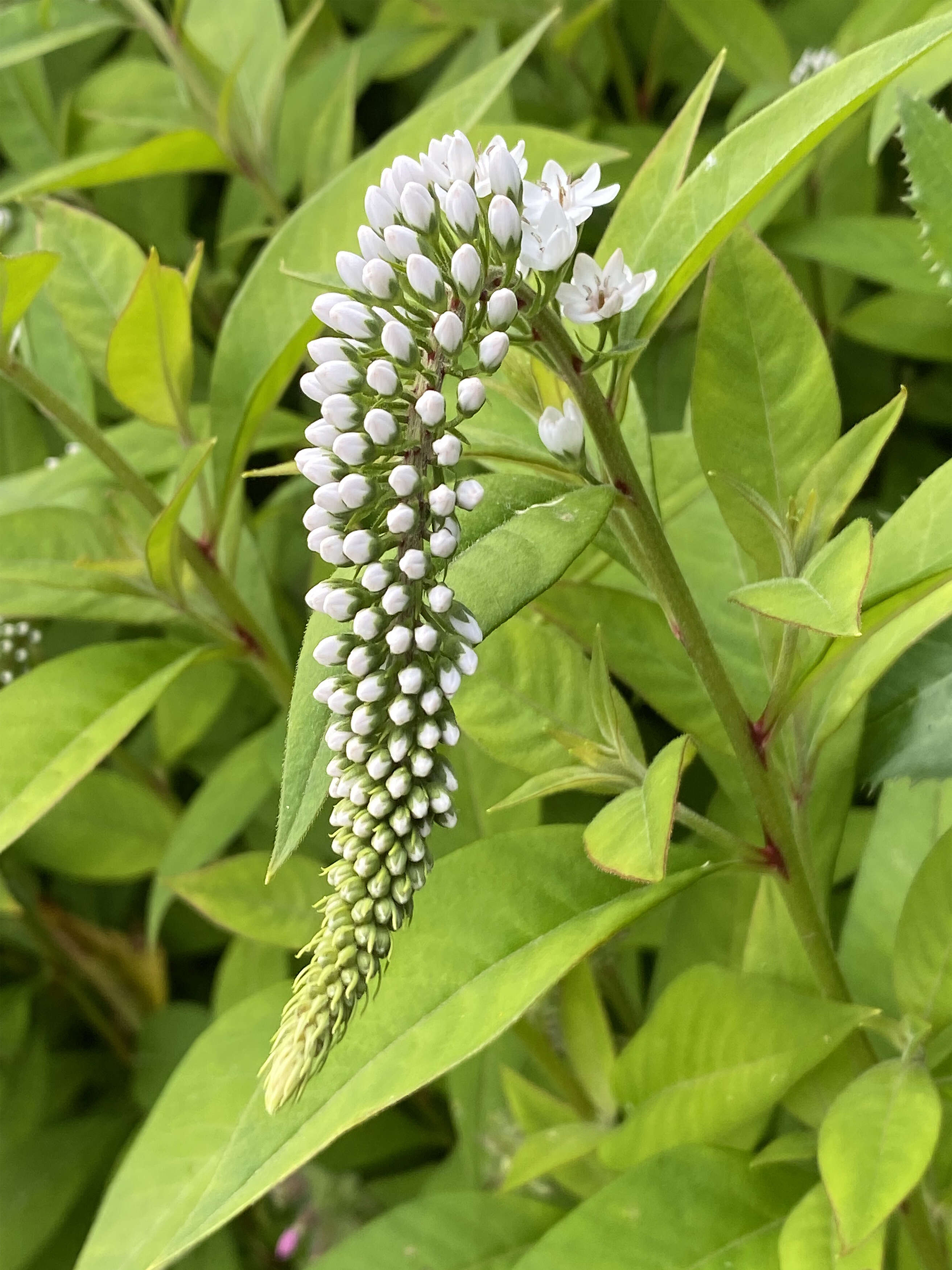 Image of gooseneck yellow loosestrife