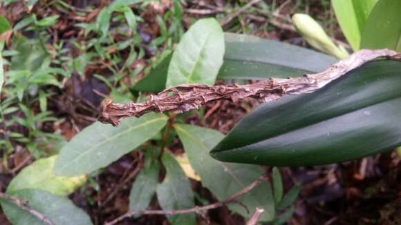 Image of Bulbophyllum occlusum Ridl.