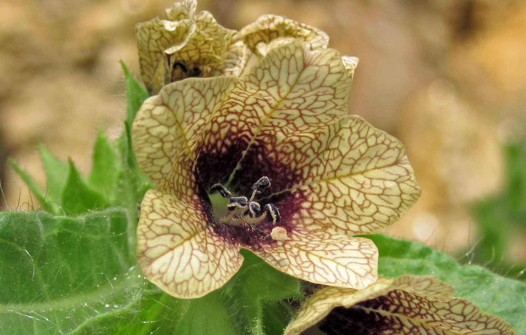 Image of black henbane