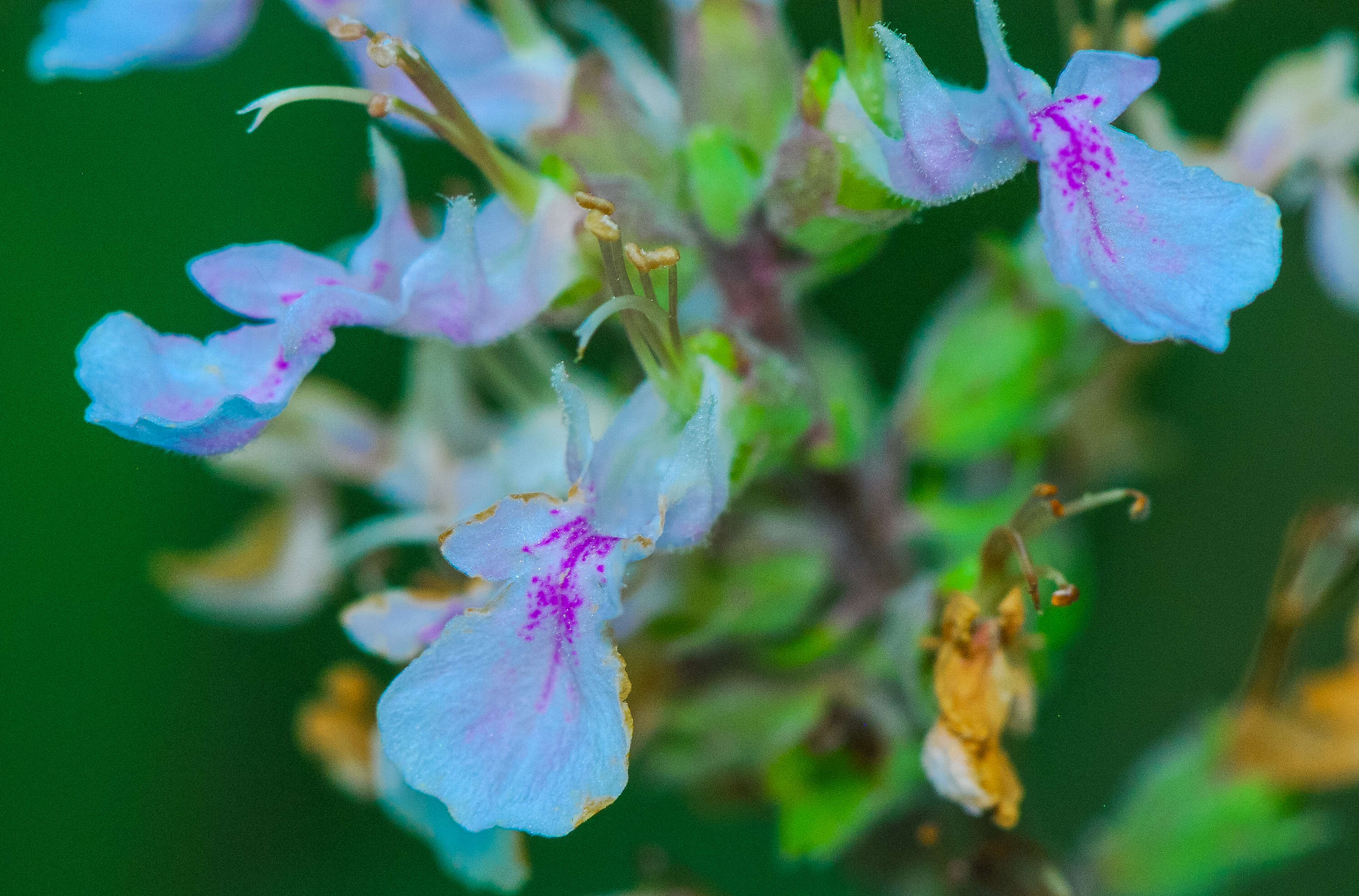 Image of Canada germander