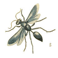 Image of Great Black Wasp