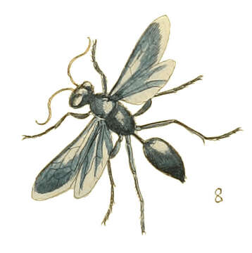 Image of Great Black Wasp