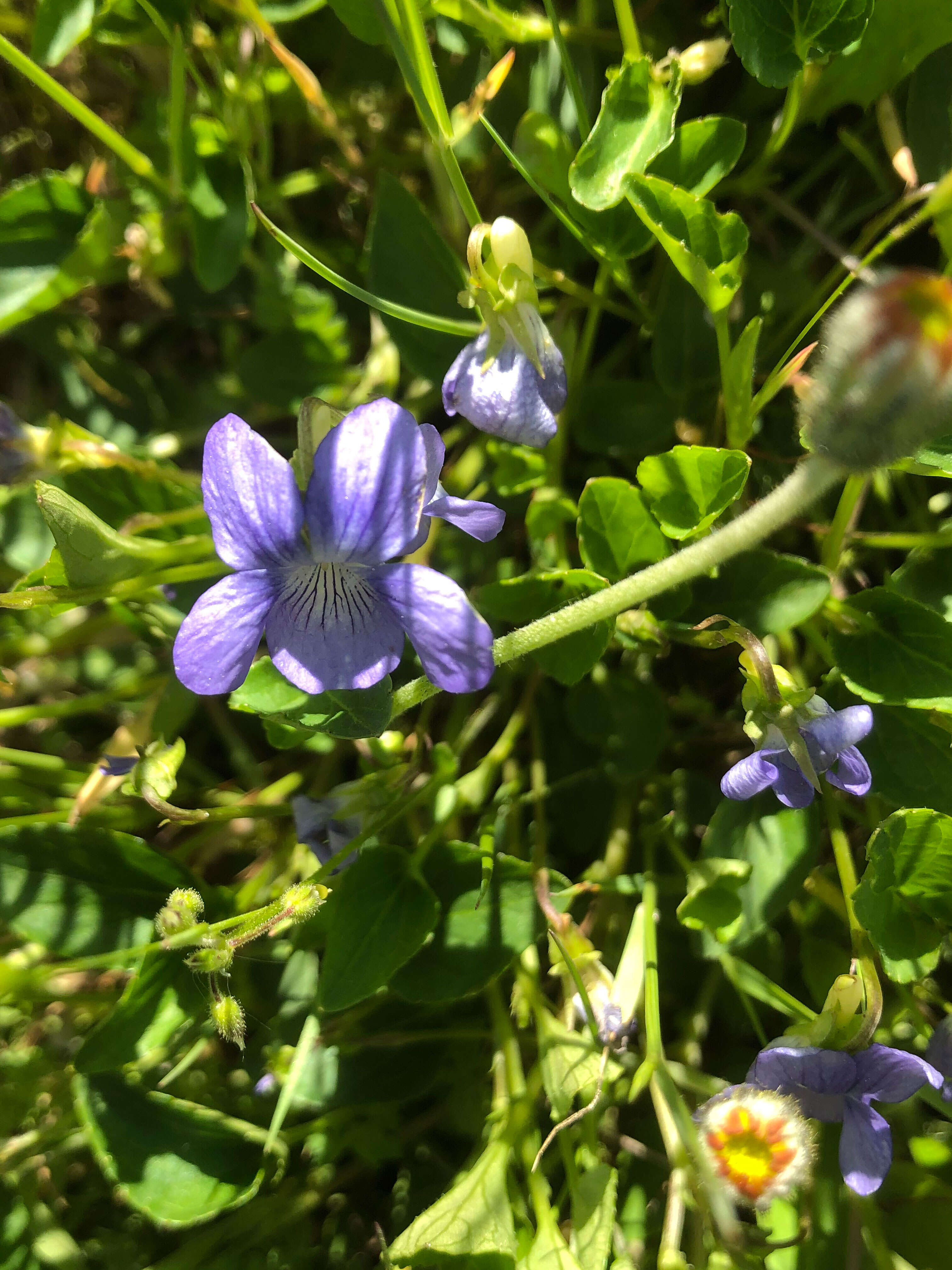 Image of Early Blue (Hook) Violet