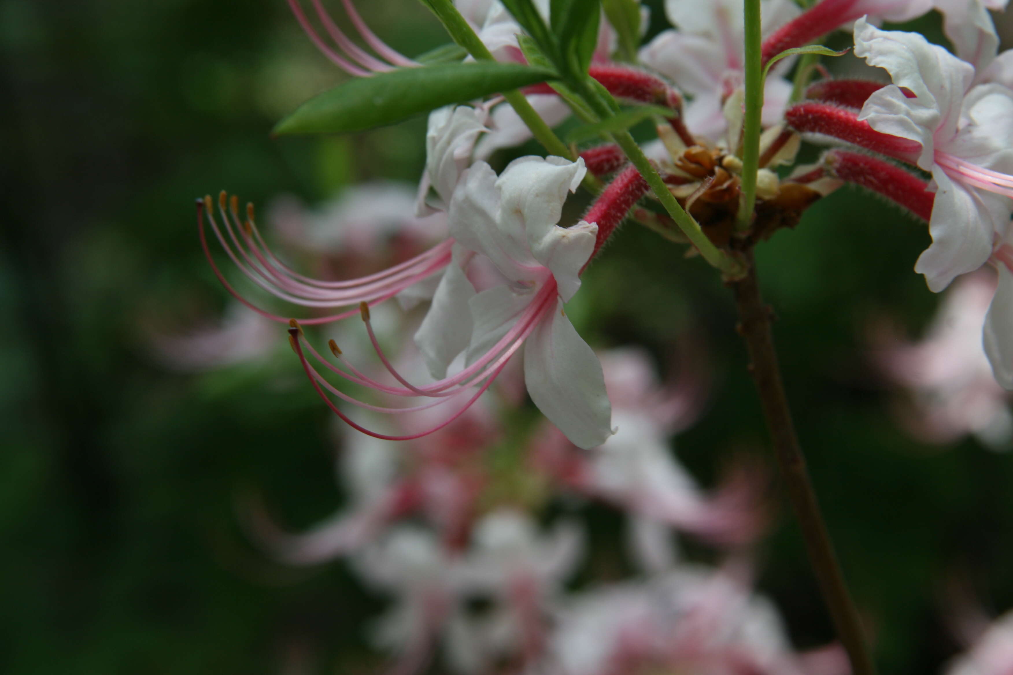 Image of pink azalea