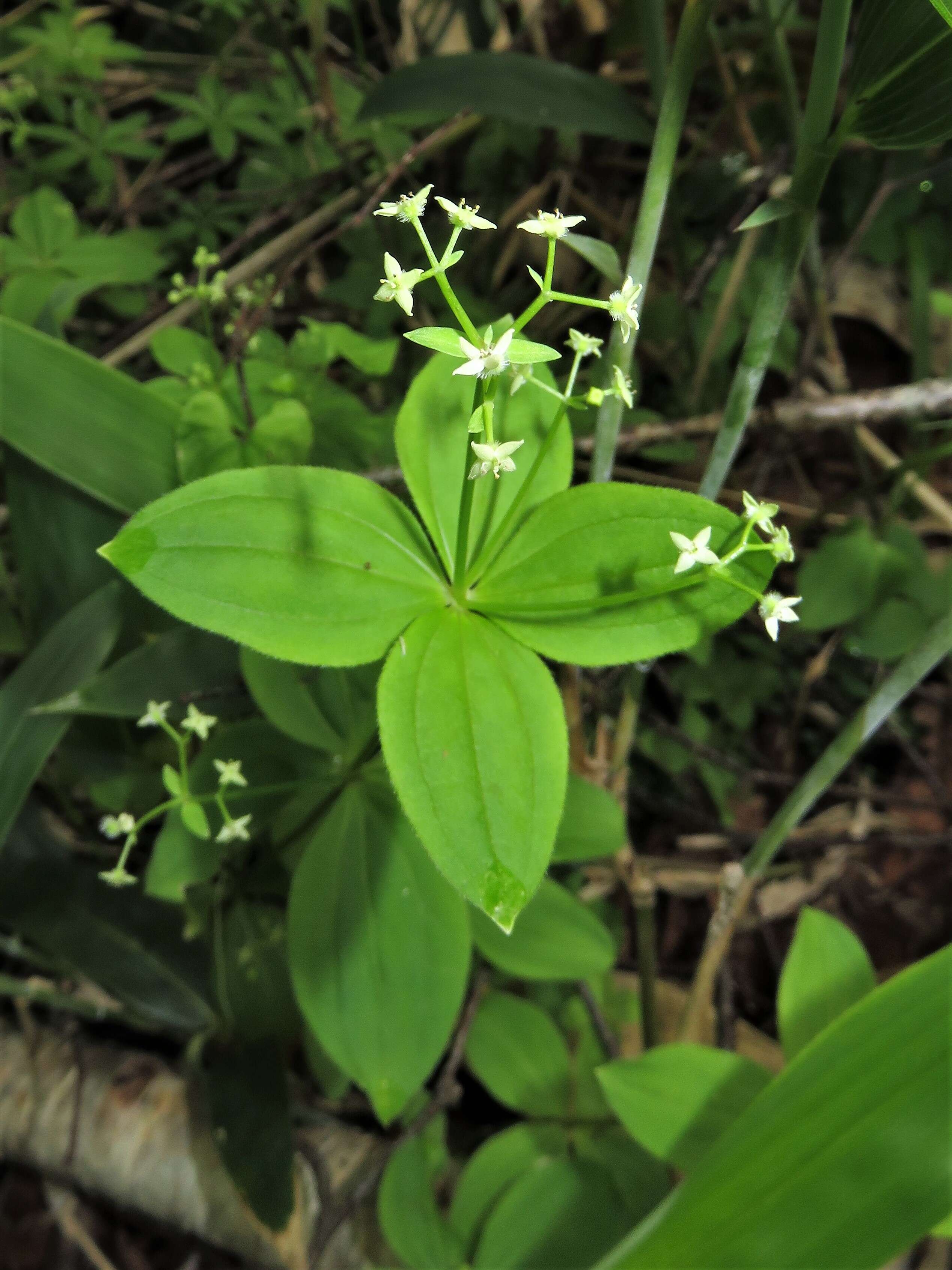 Image of boreal bedstraw