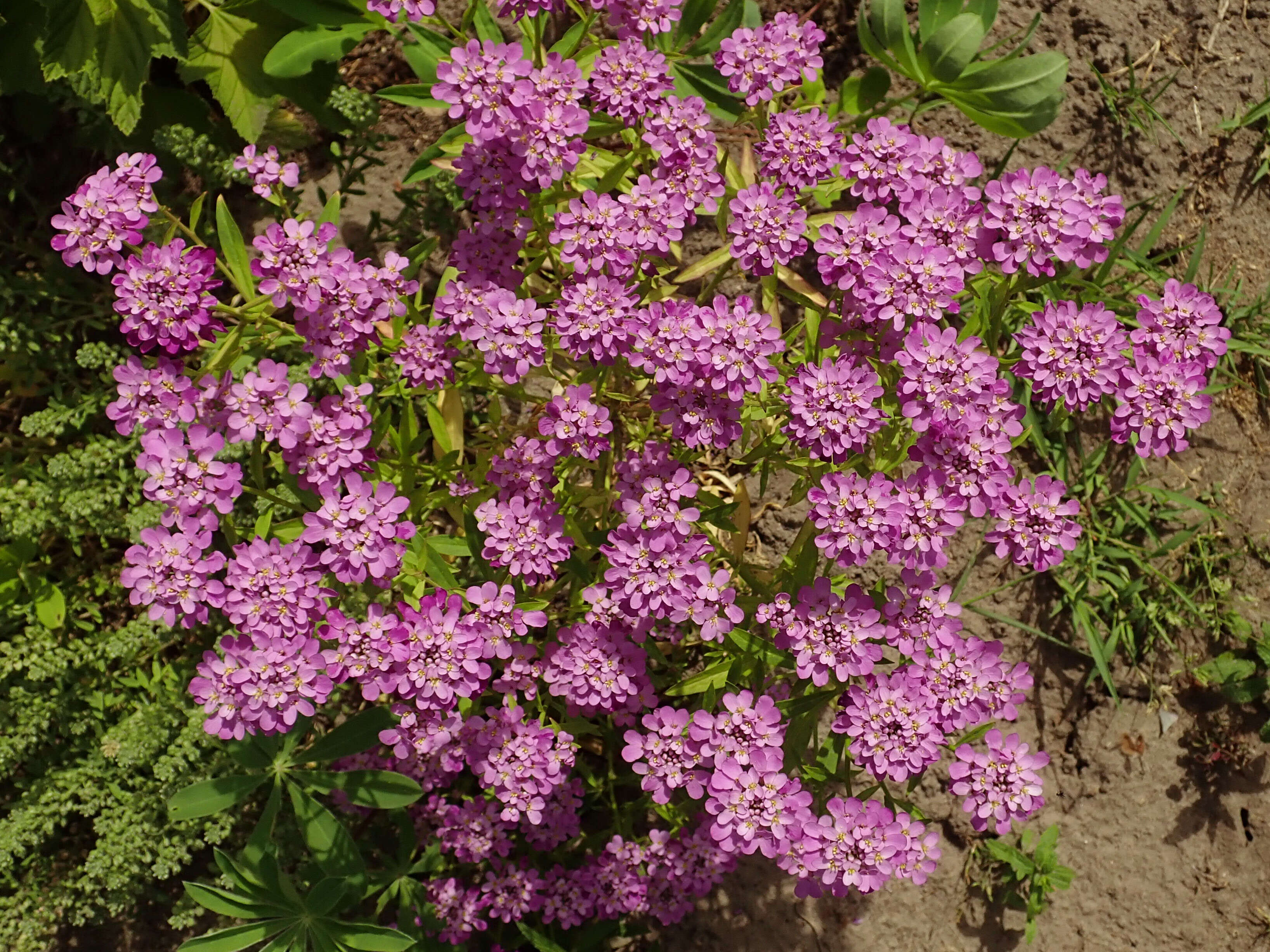 Plancia ëd Iberis umbellata L.