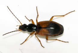 Image of Anchomenus (Anchomenus) dorsalis (Pontoppidan 1763)