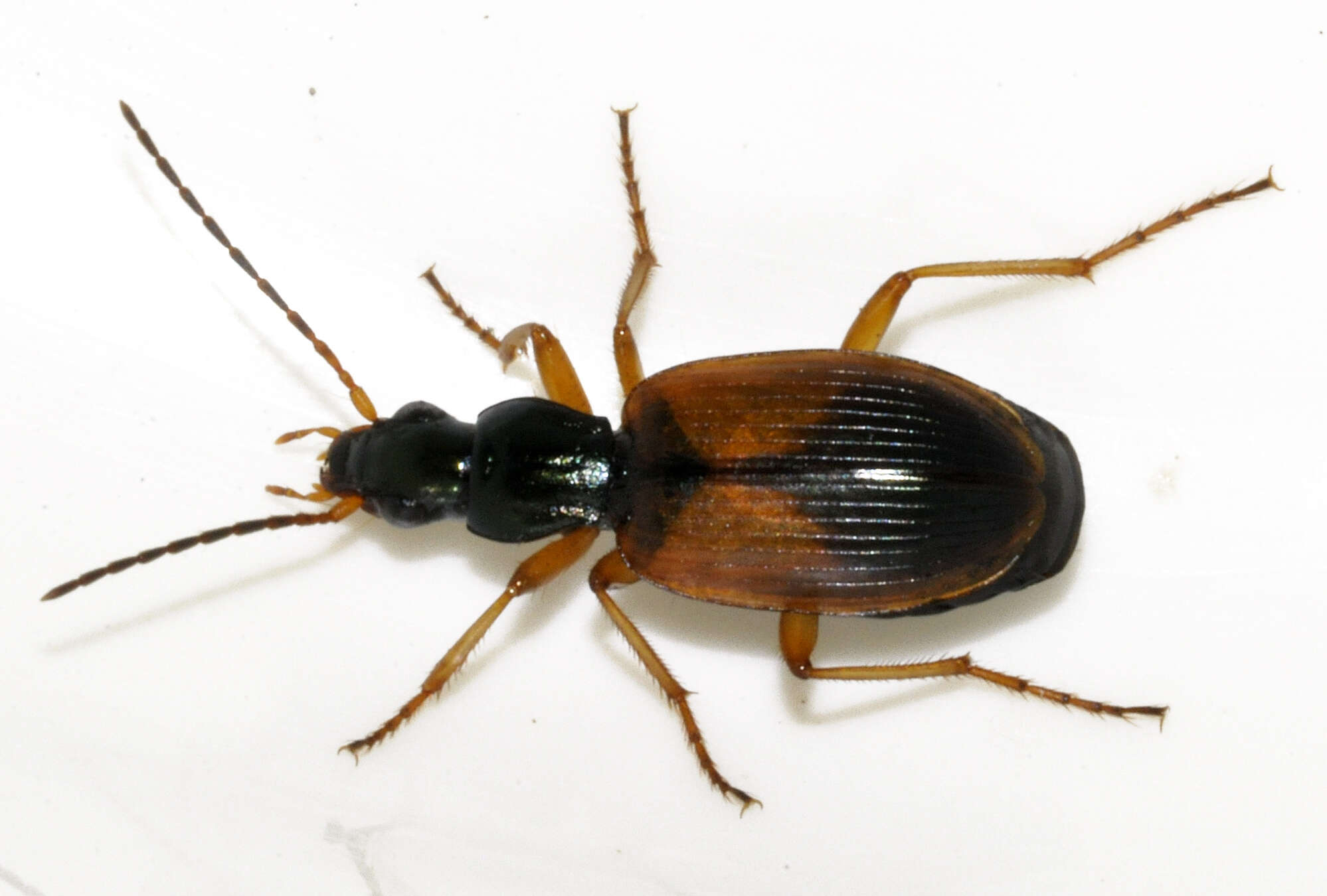 Слика од Anchomenus (Anchomenus) dorsalis (Pontoppidan 1763)