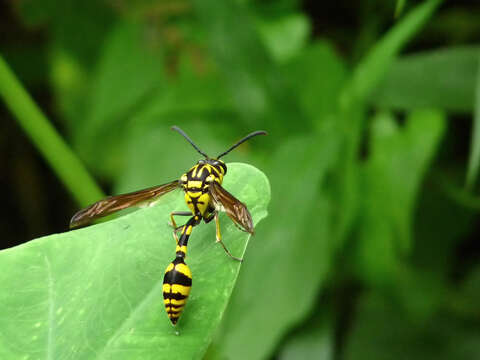 Phimenes flavopictus (Blanchard 1845)的圖片