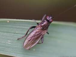 Copromyza stercoraria (Meigen 1830) resmi