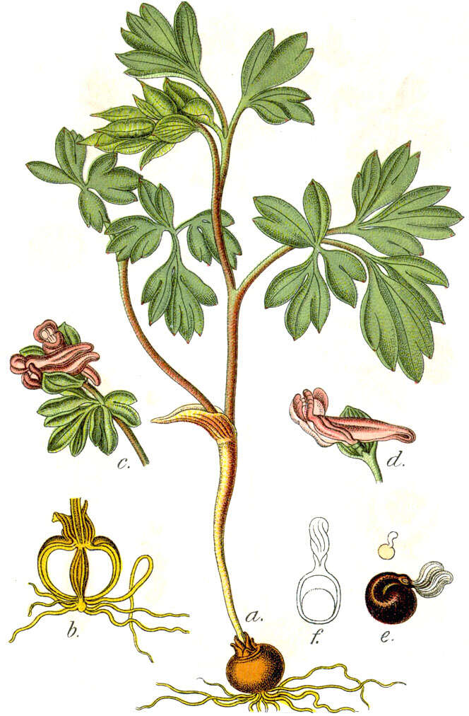 Image of Corydalis intermedia (L.) Merat