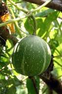 Image of Okeechobee gourd