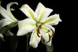 Lilium auratum Lindl. resmi