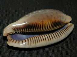 Image of Panamanian deer cowrie