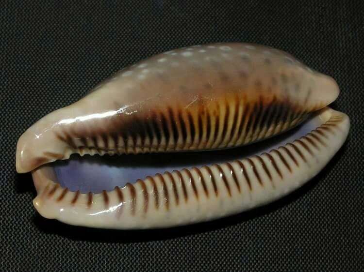 Image of Panamanian deer cowrie