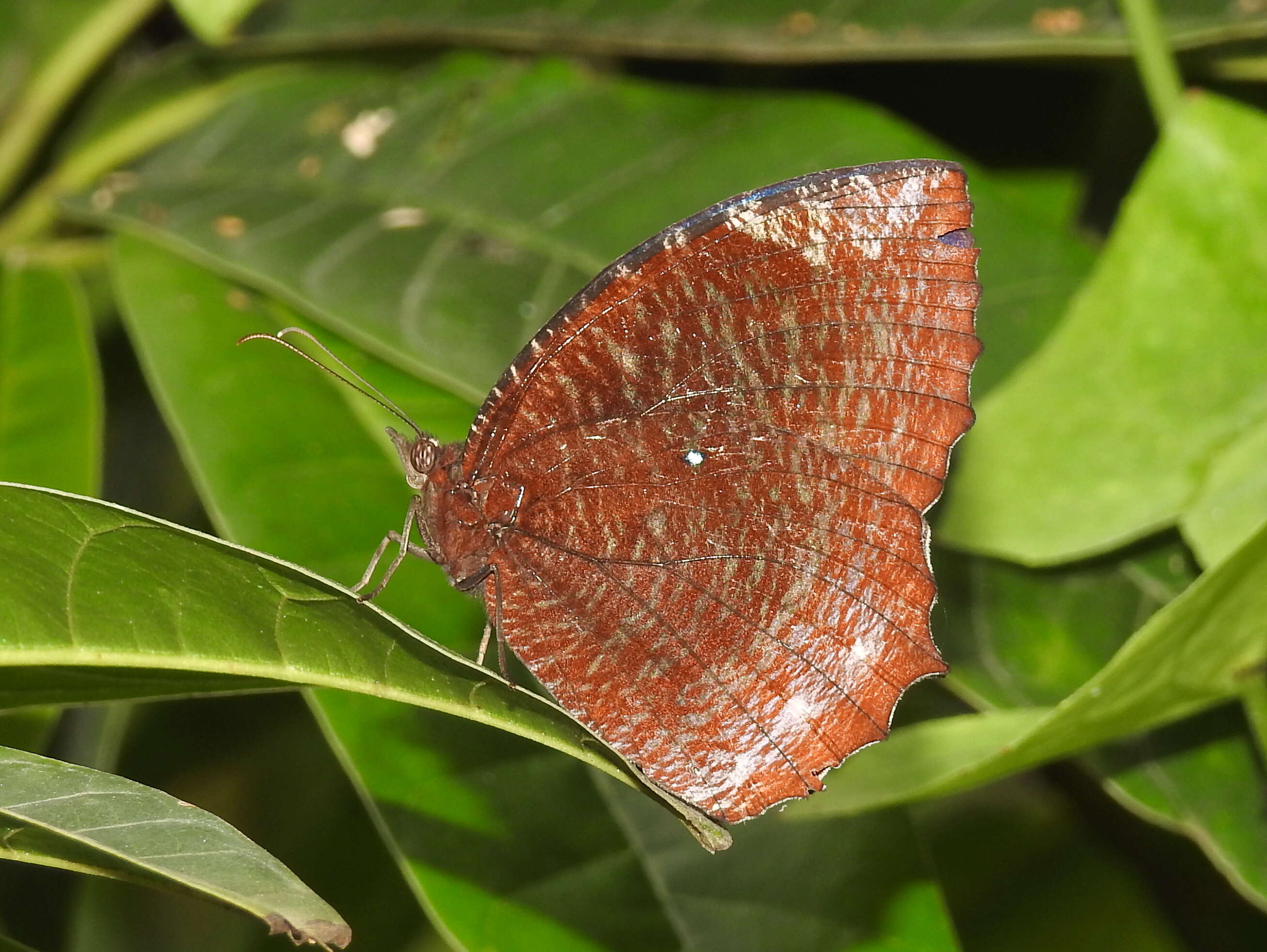 Image of Elymnias hypermnestra Linnaeus 1763