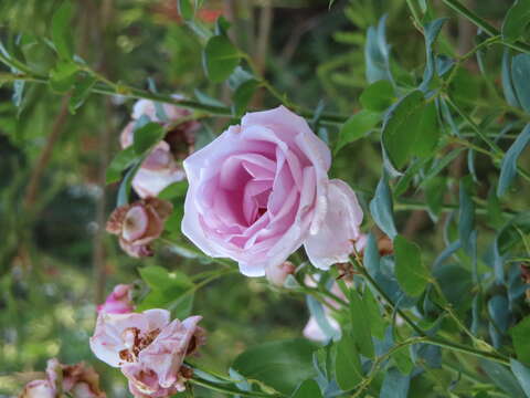 Image of damask rose