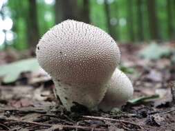 Imagem de Lycoperdon perlatum Pers. 1796