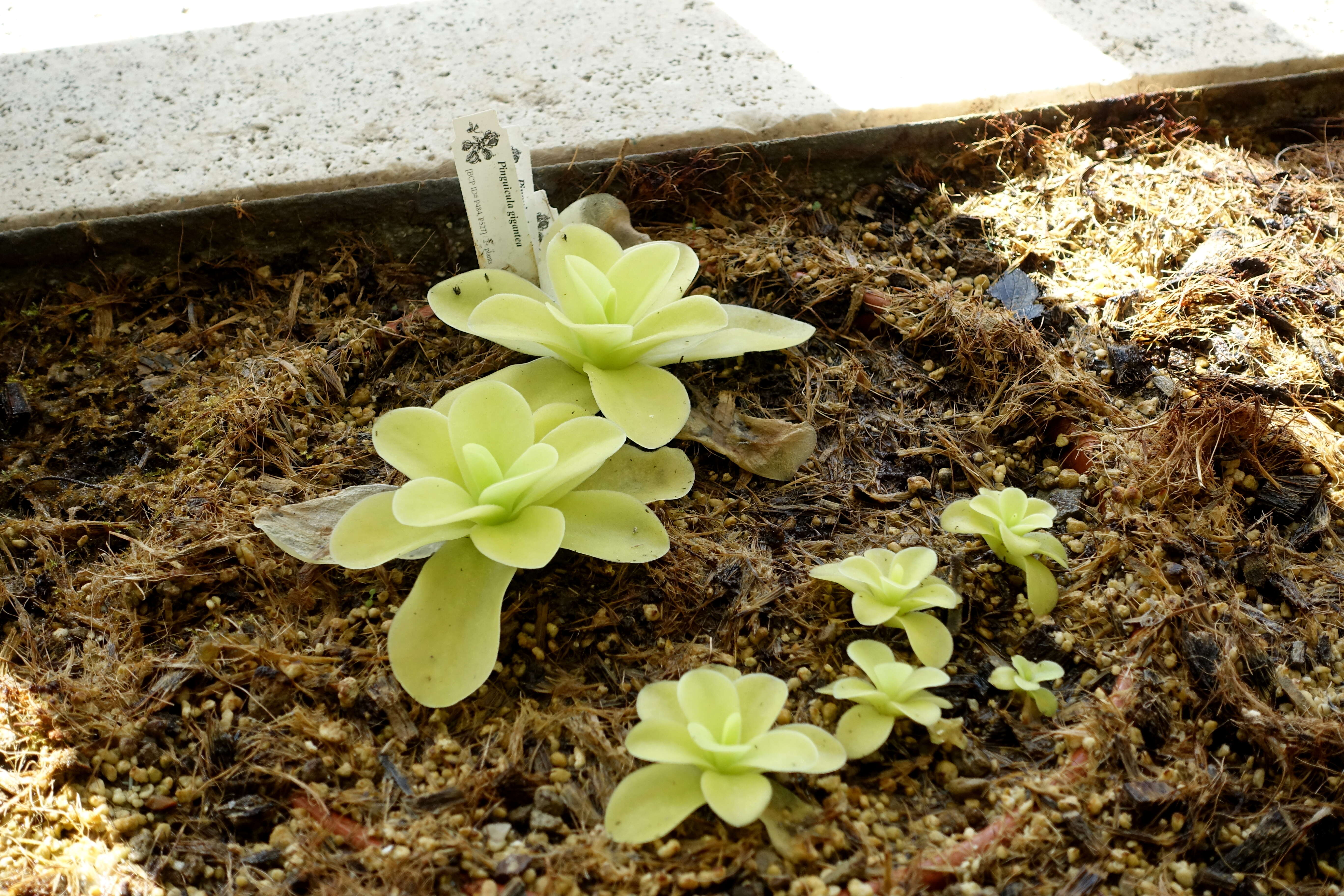 Image de Pinguicula gigantea H. Luhrs