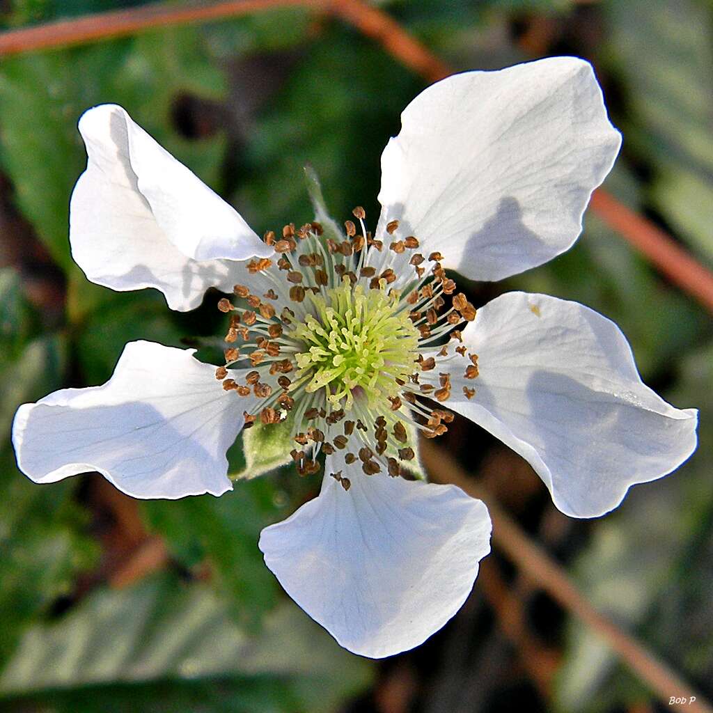 Sivun Rubus trivialis Michx. kuva